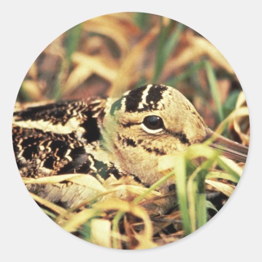Sticker Rond Coq de bois sur le nid (Devant)