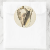 Sticker Rond Coque vintage Sepia Conch (Sac)