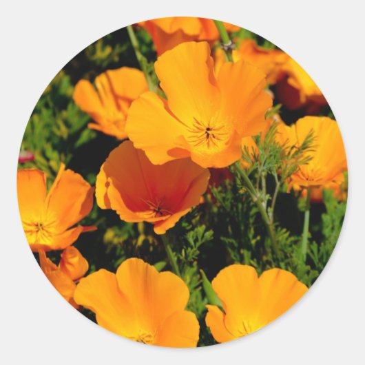 Sticker Rond "Coquelicot de Californie" (Devant)