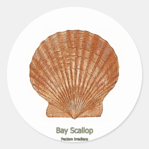 Sticker Rond Coquille de saint-jacques de baie