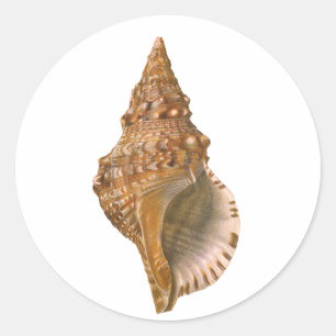 Sticker Rond Coquille de Triton, coquillage marin vintage océan