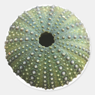Sticker Rond Coquille d'oursin