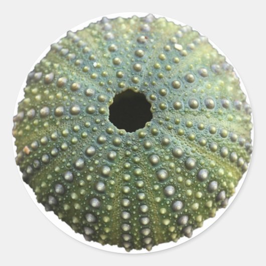 Sticker Rond Coquille d'oursin (Devant)