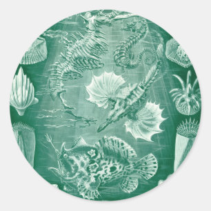Sticker Rond Coquilles et poissons Teleostei vintage par Ernst 
