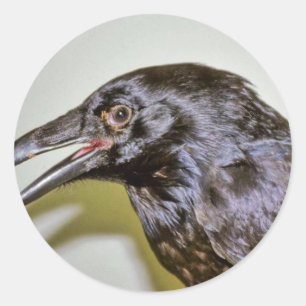 Sticker Rond Corbeau