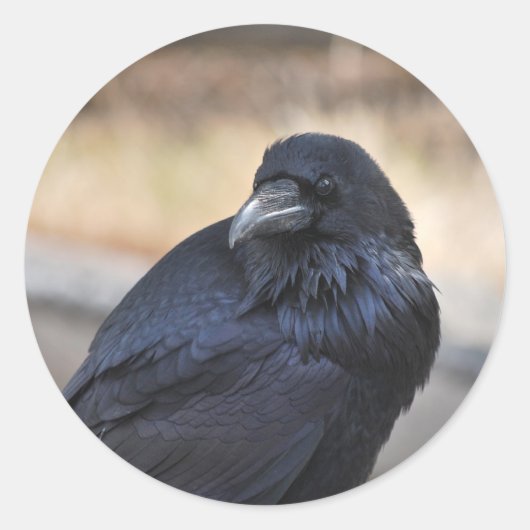 Sticker Rond Corbeau de Yellowstone (Devant)
