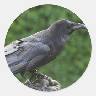 Sticker Rond Corbeau du Nord