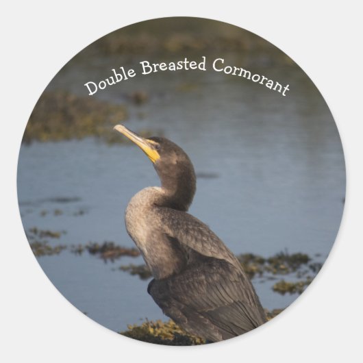 Sticker Rond Cormorant à double poitrine (Devant)