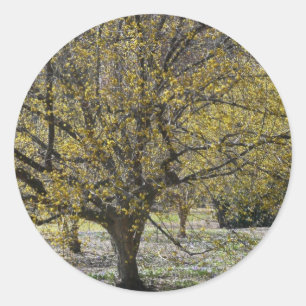 Sticker Rond Corneille cerise Dogwood et la gloire de la neige