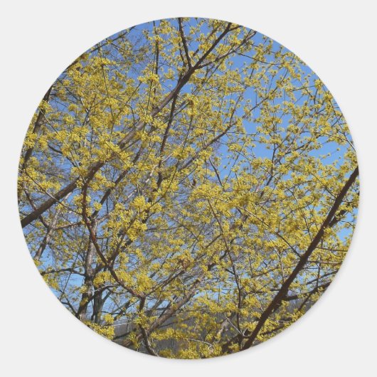 Sticker Rond Cornelian Cherry (Devant)