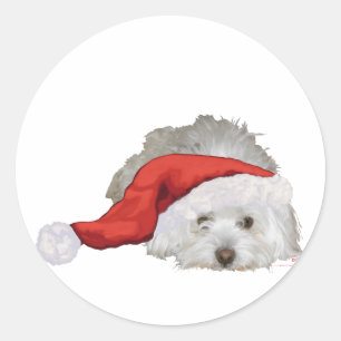 Sticker Rond Coton de Tulear - En attente