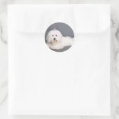 Sticker Rond Coton de Tulear - Joci (Sac)