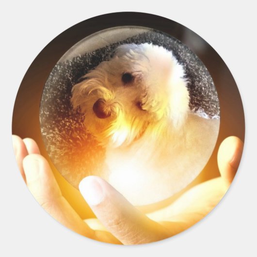 Sticker Rond Coton de Tulear Magie (Devant)