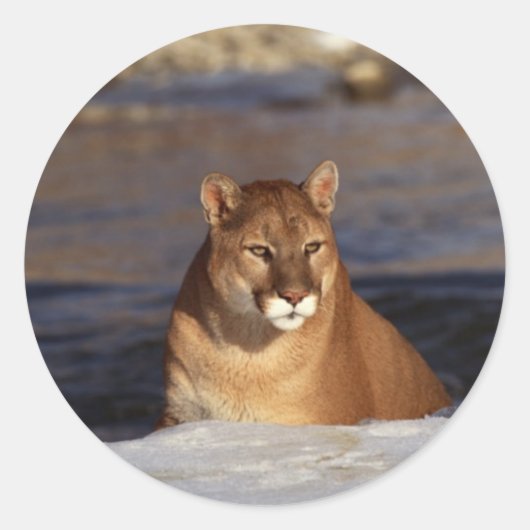 Sticker Rond Cougar (Devant)