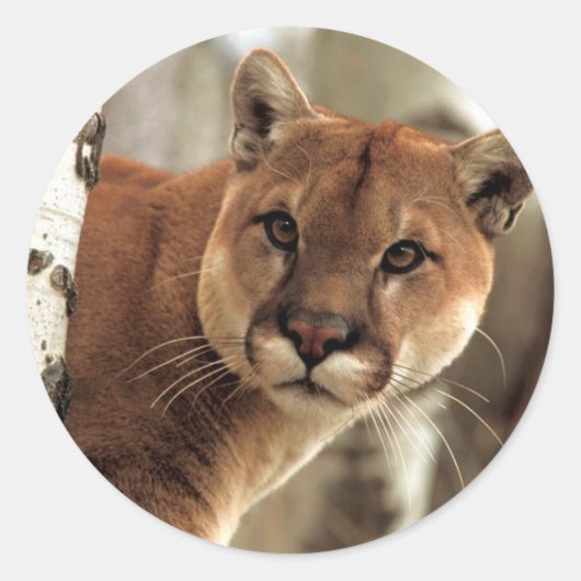 Sticker Rond Cougar (Devant)