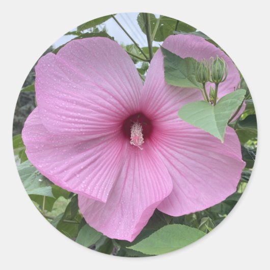 STICKER ROND COUPER - PUISSANCE DE LA ROSE (Devant)
