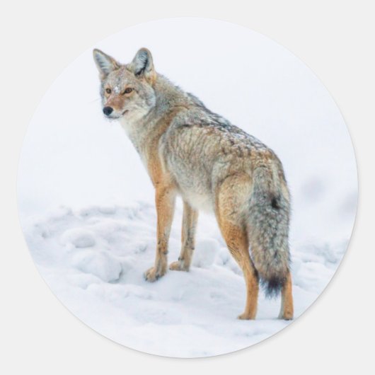 Sticker Rond Coyote en alerte dans la neige (Devant)