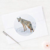 Sticker Rond Coyote en alerte dans la neige (Enveloppe)