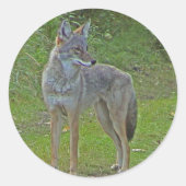 Sticker Rond Coyote (vue latérale) (Devant)