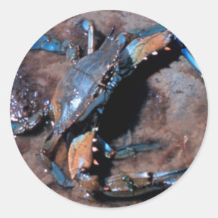 Sticker Rond Crabe bleu du Maryland