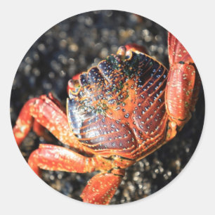 Sticker Rond Crabe des Galapagos