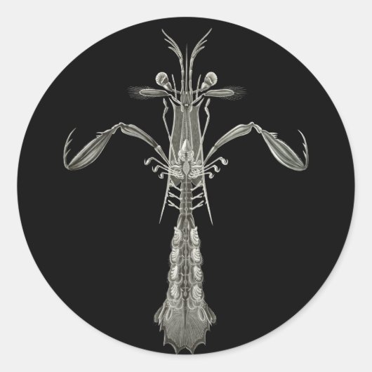 Sticker Rond Crevettes Mantis (Devant)