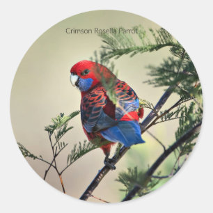 Sticker Rond Crimson Rosella Parrot,