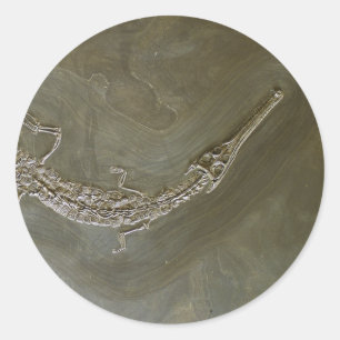 Sticker Rond Crocodile de mer Fossil Steneosaurus bollensis