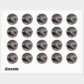 Sticker Rond Crocodile du Nil (Feuille)