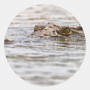 Sticker Rond Crocodile du Nil