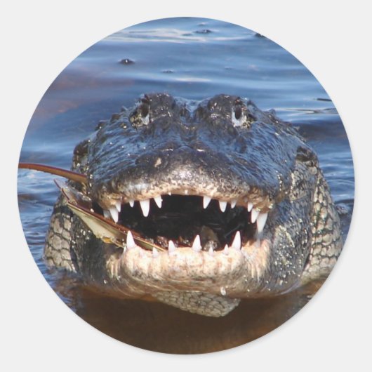 Sticker Rond Crocodile souriant (Devant)