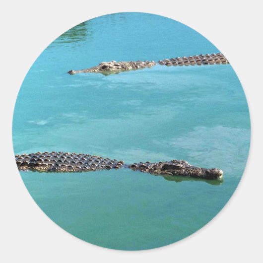 Sticker Rond Crocodiles du Nil (Devant)