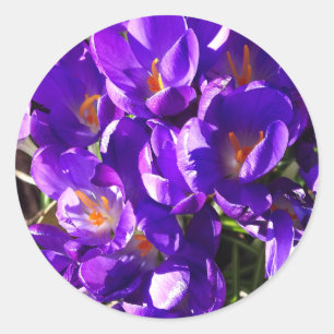 STICKER ROND CROCUS DE PRINTEMPS