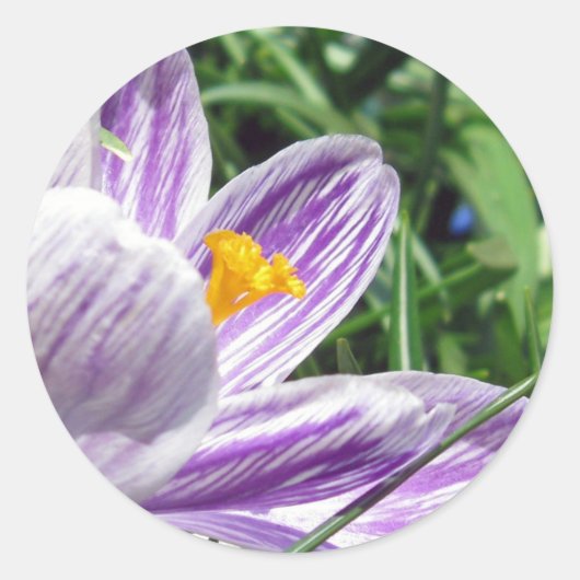 Sticker Rond Crocus de printemps violet (Devant)