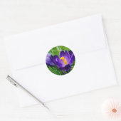 Sticker Rond Crocus printaniers (Enveloppe)