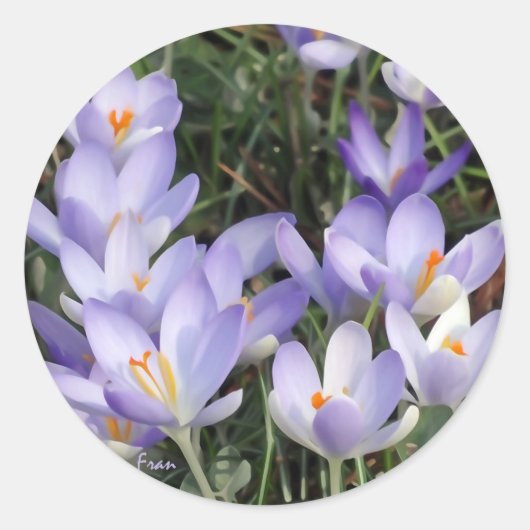 Sticker Rond crocus violets (Devant)