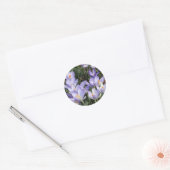 Sticker Rond crocus violets (Enveloppe)
