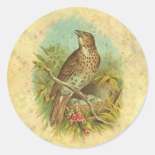 Sticker Rond Cru de grive