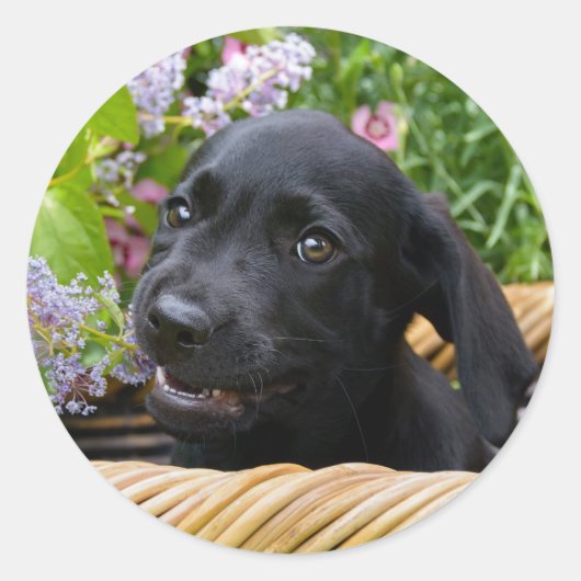 Sticker Rond Cuisine Black Labrador Retriever Chien Chiot Chiot (Devant)