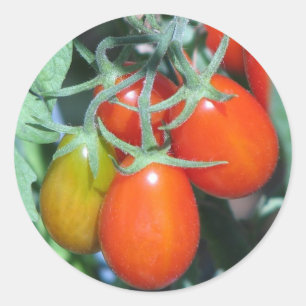 Sticker Rond Cultiver la tomate