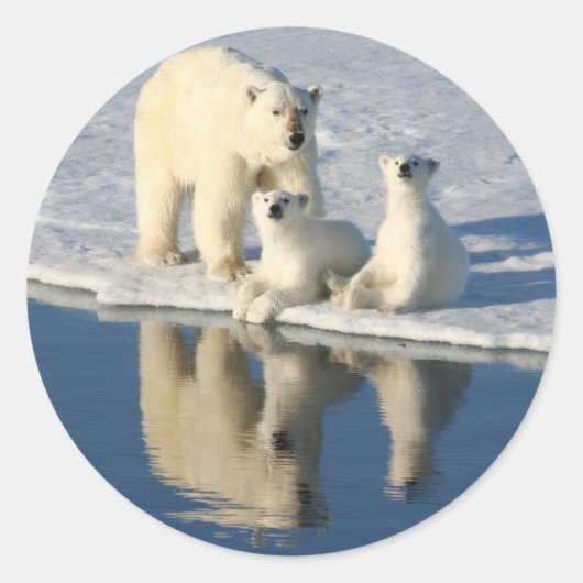 Sticker Rond Curieuse famille d'ours polaires (Devant)