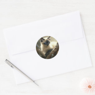 Sticker Rond Curieux grimpeur Siamese Kitten