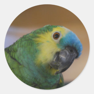 Sticker Rond Curieux perroquet