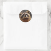 Sticker Rond Curieux Photo Raccoon (Sac)