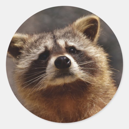 Sticker Rond Curieux Photo Raccoon (Devant)