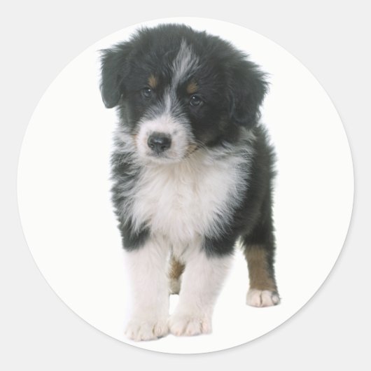 Sticker Rond Cute Aussie Chiot Amoureux des chiens Australian S (Devant)