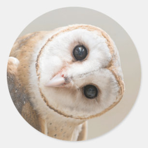 Sticker Rond Cute Barn Owl