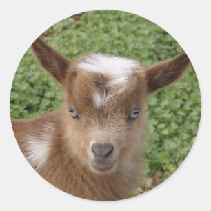 Sticker Rond Cute Bleu Oeil Nain Nigérian Goat Kid