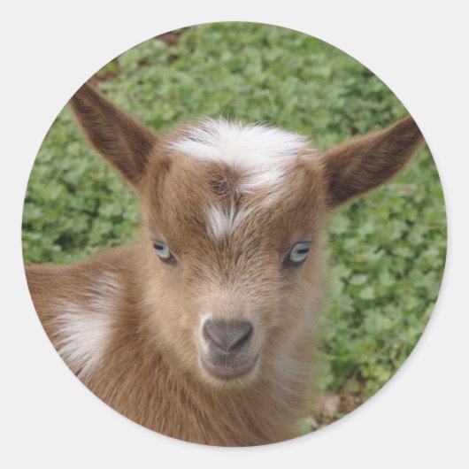 Sticker Rond Cute Bleu Oeil Nain Nigérian Goat Kid (Devant)