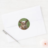 Sticker Rond Cute Bleu Oeil Nain Nigérian Goat Kid (Enveloppe)